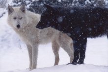 black and white wolf in the snow.jpg